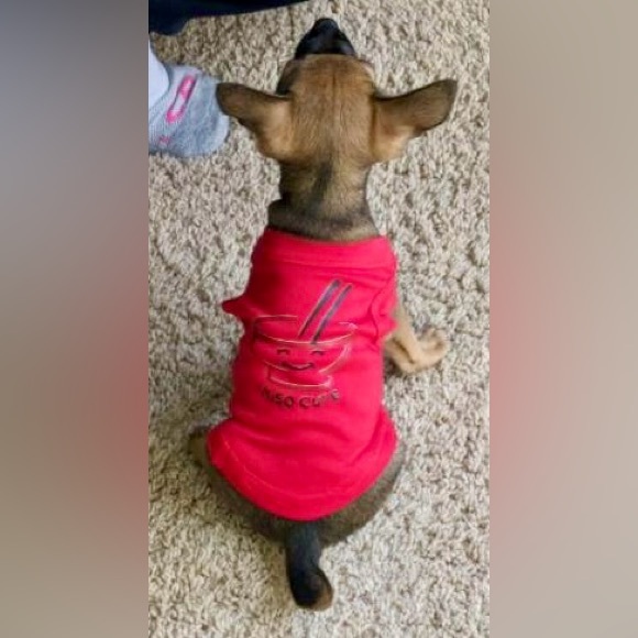 🦴Pet🦴 Dog Miso Cute Red Tee Size XS - Picture 5 of 6